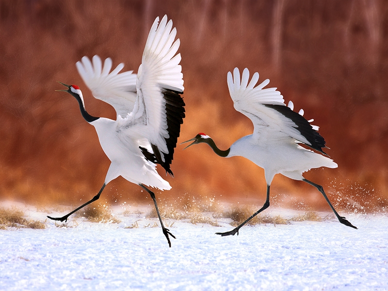 372 - CHASING 2 - CHEN FENG-LIN - taiwan.jpg